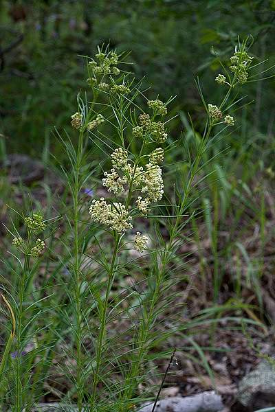 Asclepias verticillata