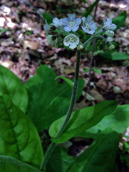 Andersonglossum virginianum