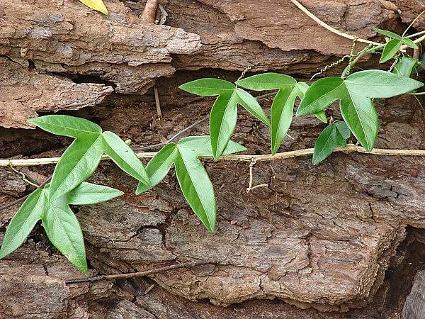 Passiflora suberosa