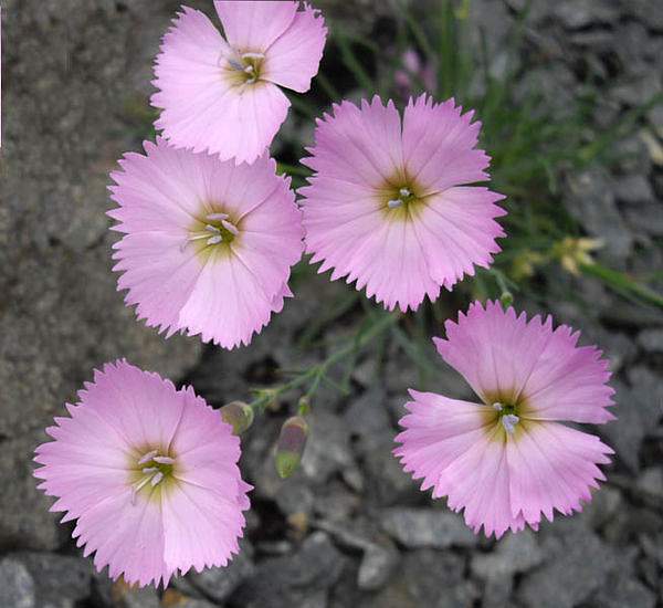 Dianthus sylvestris