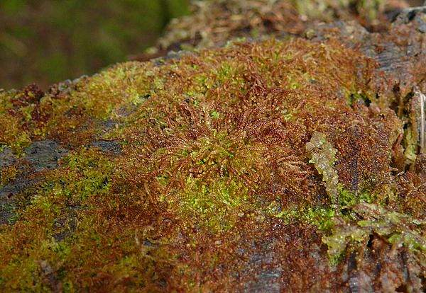 Nowellia curvifolia