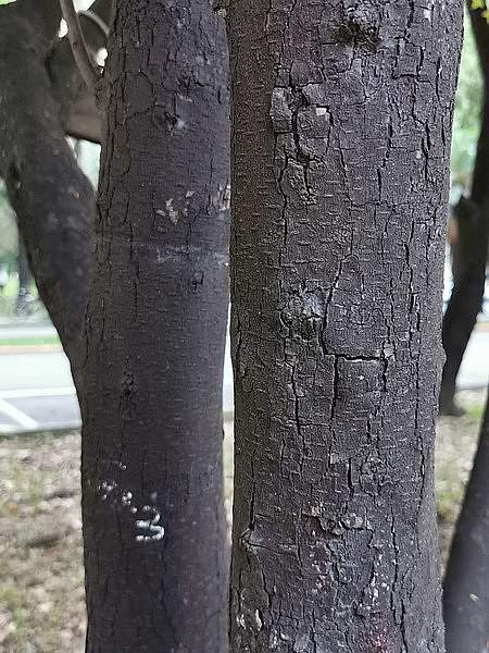 Diospyros eriantha