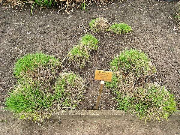 Bothriochloa ischaemum
