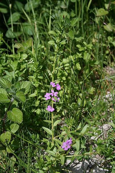 Lythrum junceum