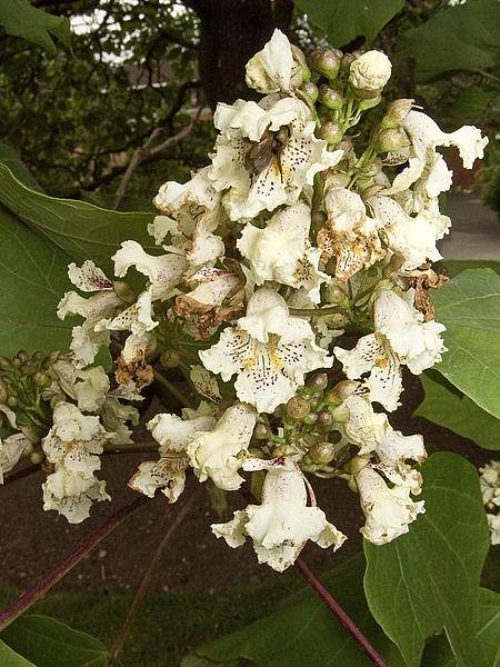 Catalpa ovata
