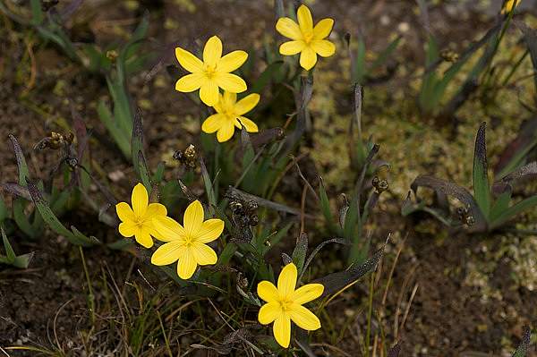 Sisyrinchium californicum