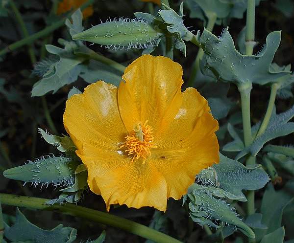 Glaucium flavum