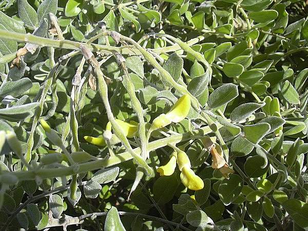 Sophora tomentosa