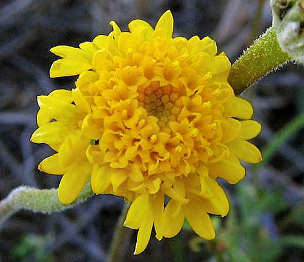 Chaenactis glabriuscula