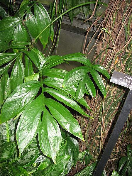 Amydrium zippelianum