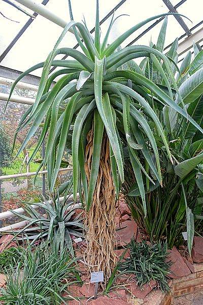 Aloe vaombe