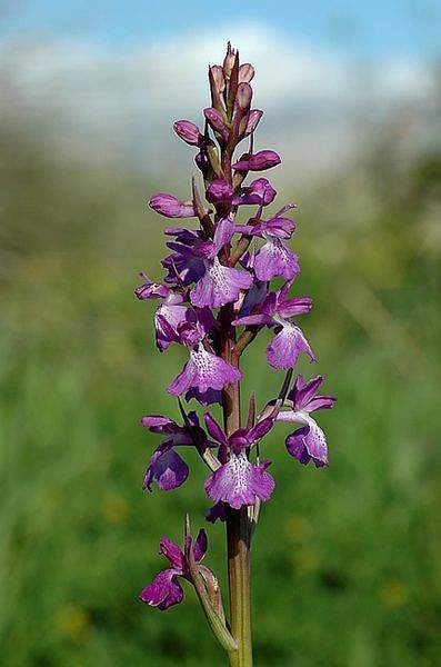 Anacamptis palustris