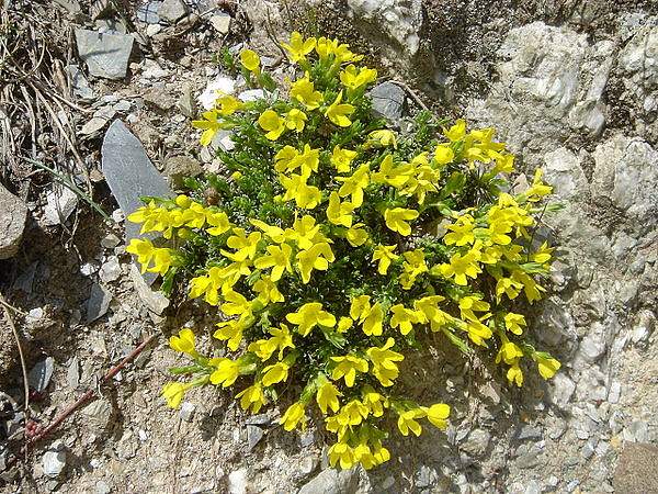 Androsace vitaliana
