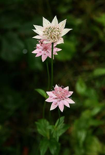 Astrantia maxima