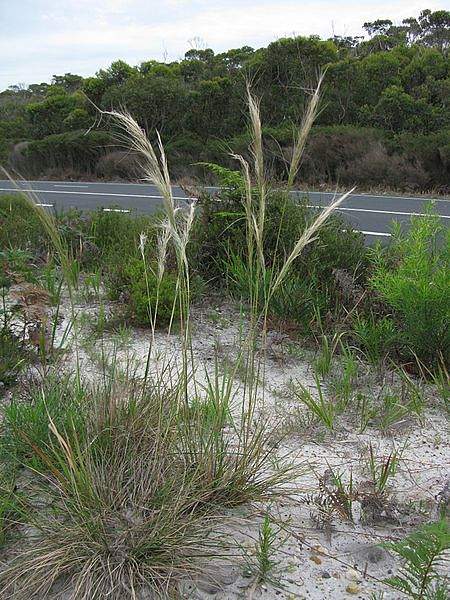 Austrostipa mollis