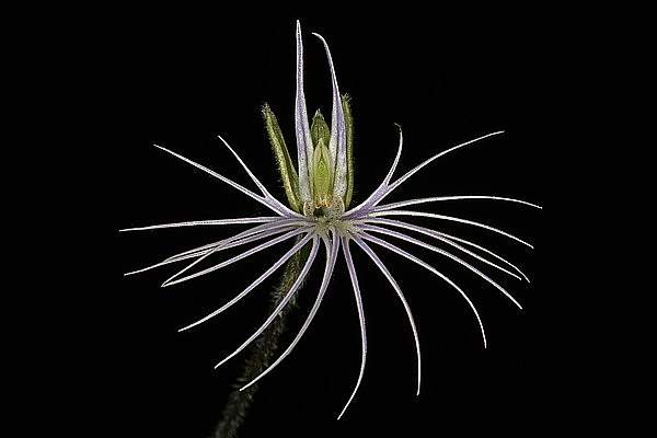Bartholina burmanniana