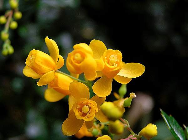 Berberis microphylla
