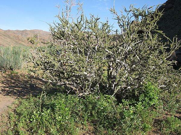 Boscia foetida