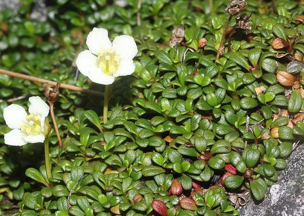Diapensia lapponica