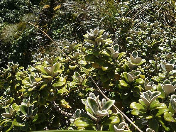 Brachyglottis bidwillii