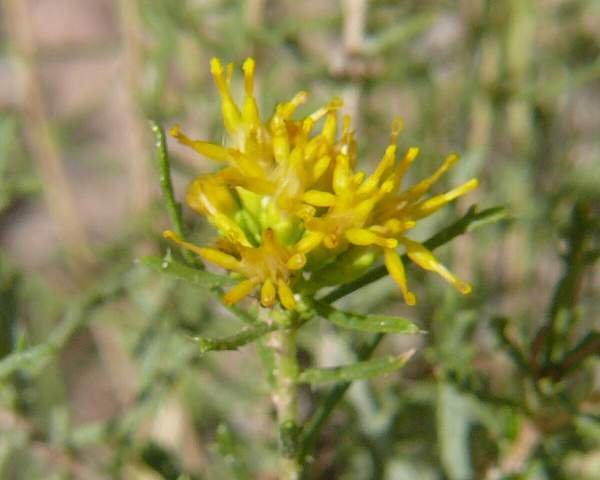 Isocoma tenuisecta
