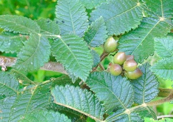 Bursera excelsa