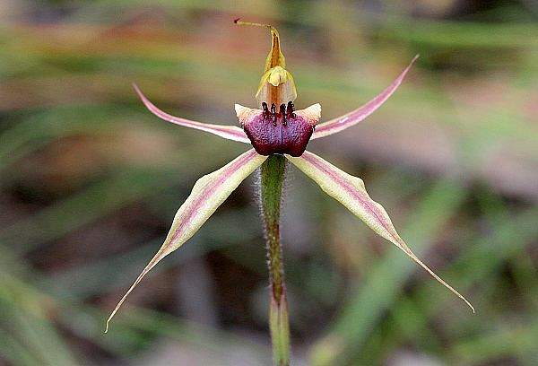 Caladenia clavigera