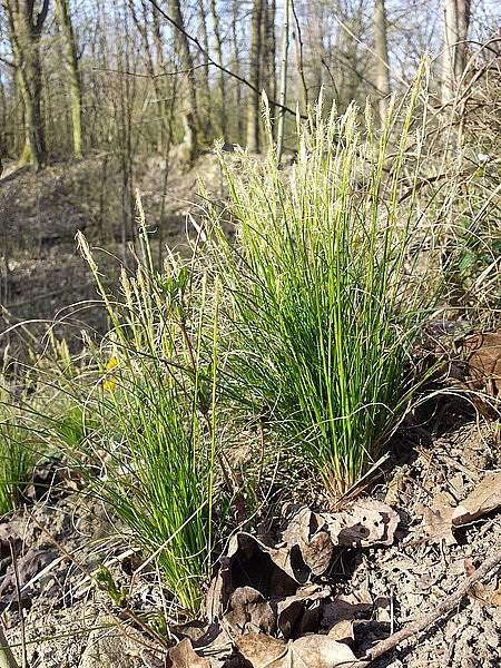 Carex alba