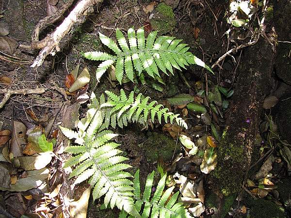 Christella parasitica