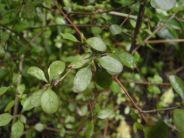 Coprosma rigida