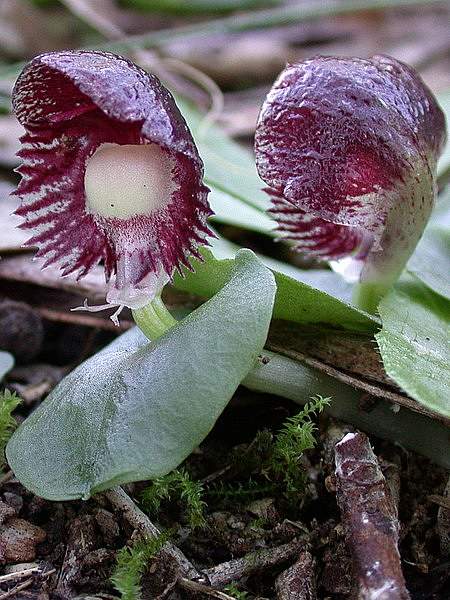 Corybas diemenicus