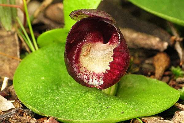 Corybas incurvus