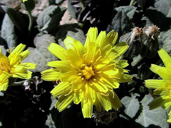Crepis pygmaea