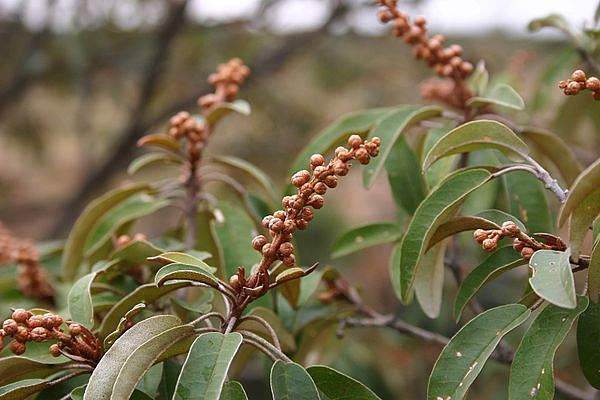 Croton gratissimus