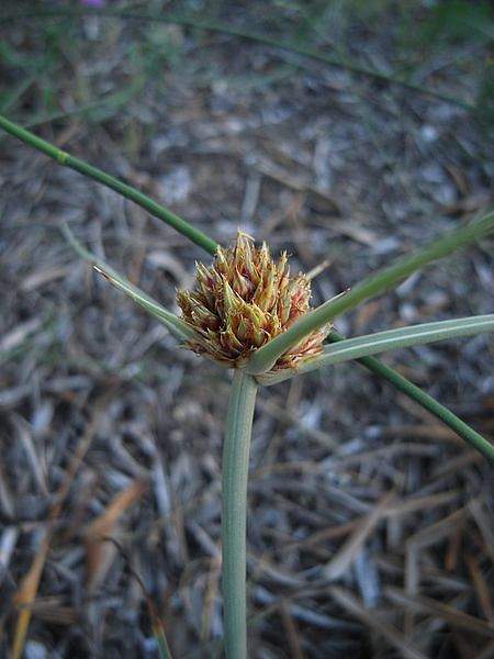 Cyperus capitatus