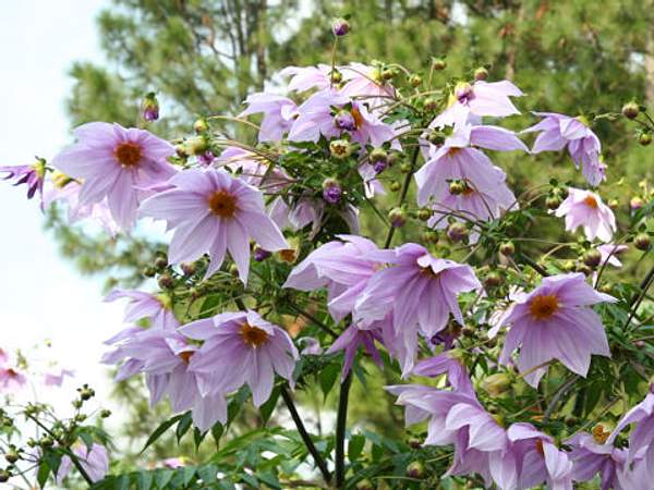 Dahlia imperialis