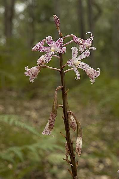 Dipodium pardalinum