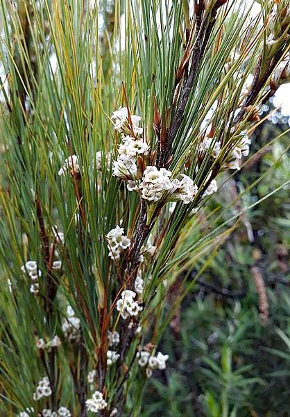 Dracophyllum filifolium