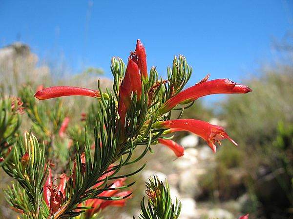Erica grandiflora
