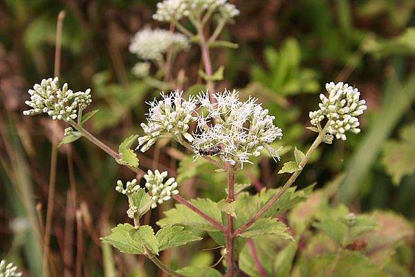 Eupatorium formosanum