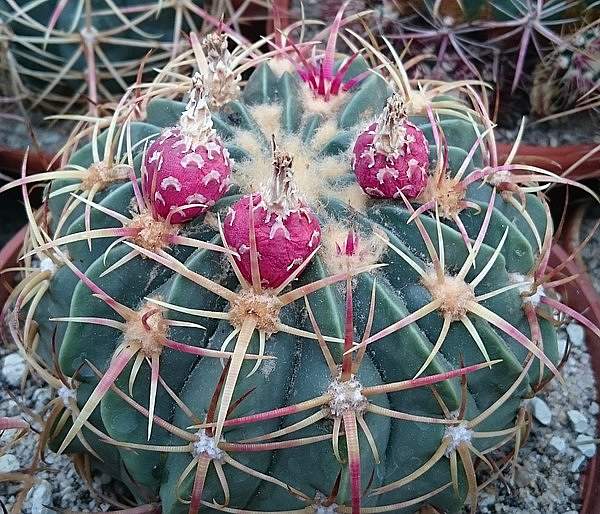 Ferocactus macrodiscus