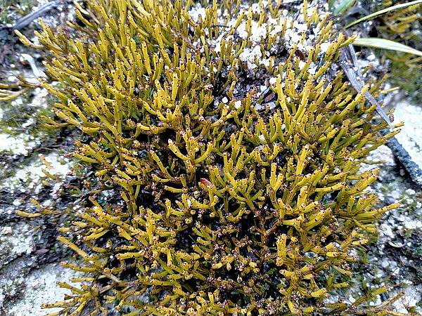 Exocarpos bidwillii