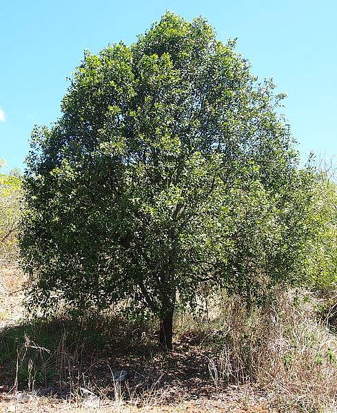 Exocarpos latifolius