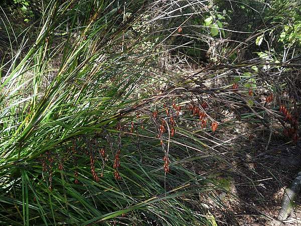 Gahnia pauciflora
