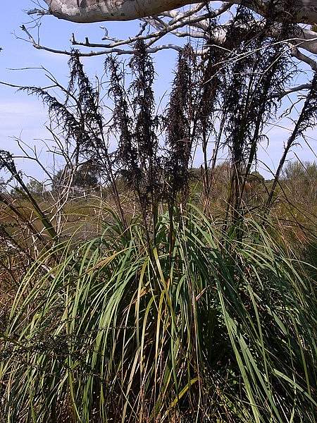 Gahnia sieberiana
