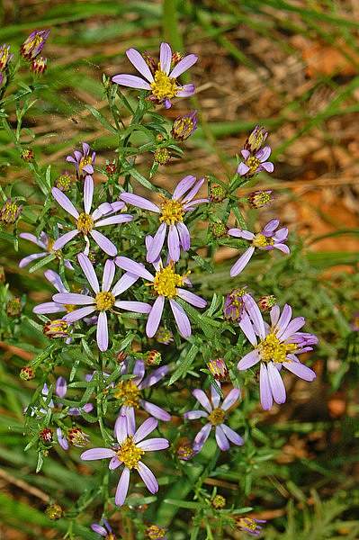 Galatella sedifolia