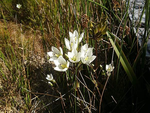 Gentianella bellidifolia