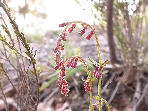 Gonocarpus tetragynus