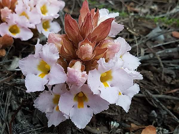 Harveya purpurea