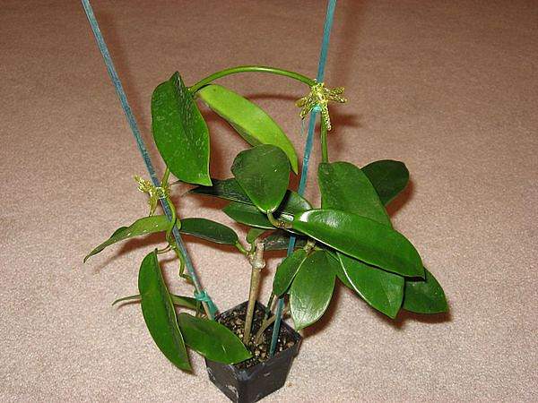 Hoya meliflua
